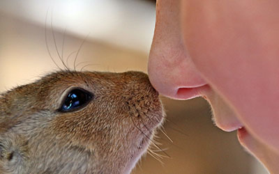 Tierallergie - Symptome und Linderung